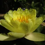 Botanica