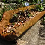 Botanica Drenje (Istria)