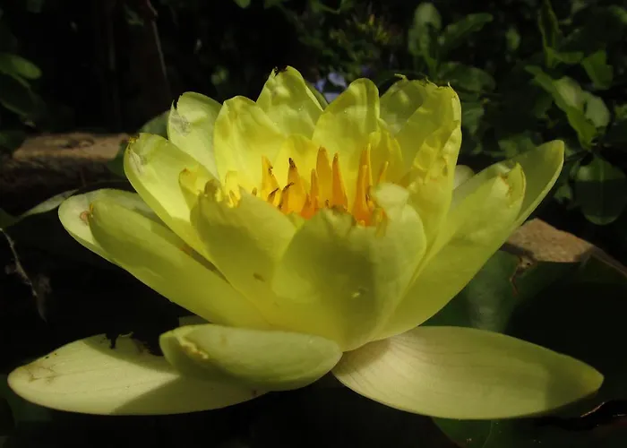 Botanica