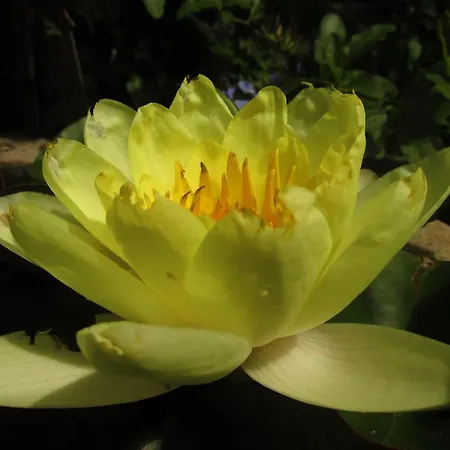 Botanica